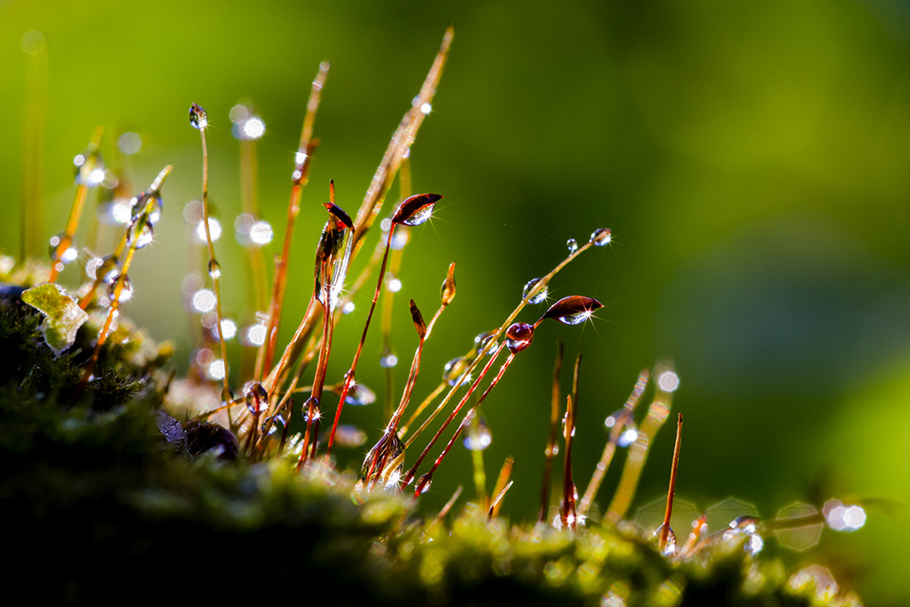 photo "***" tags: macro and close-up, макро, мох, природа