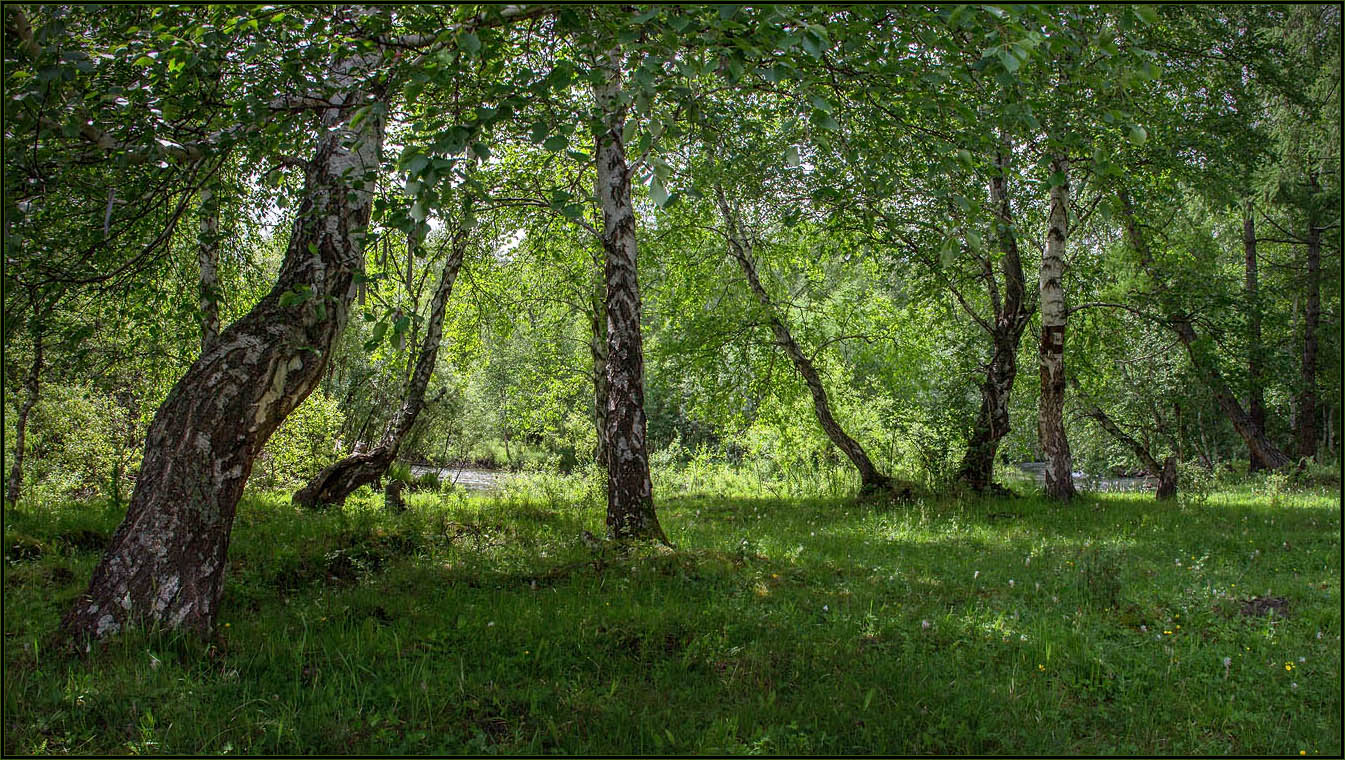 фото "В тени берёз." метки: пейзаж, 