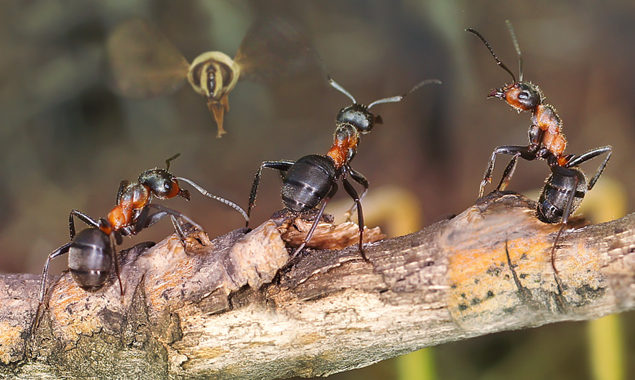 фото "Явление ангела" метки: макро и крупный план, фотомонтаж, природа, лето, муравей, муха-журчалка, насекомое