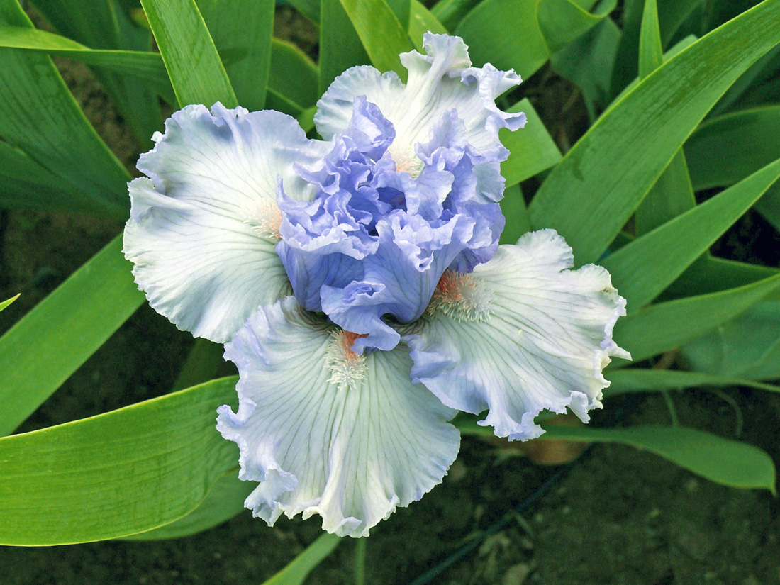 photo "Mutant Iris" tags: nature, macro and close-up, flowers