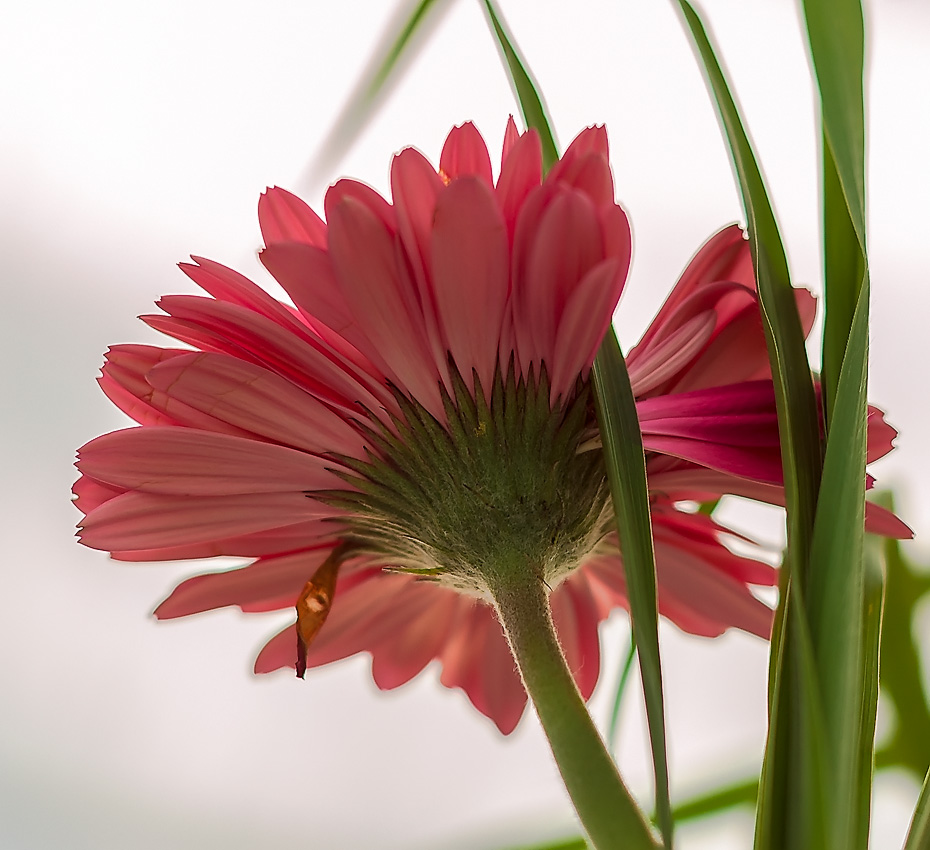 photo "***" tags: nature, flowers