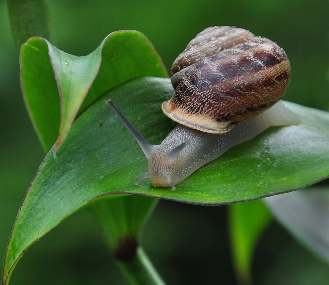 photo "***" tags: nature, улитка