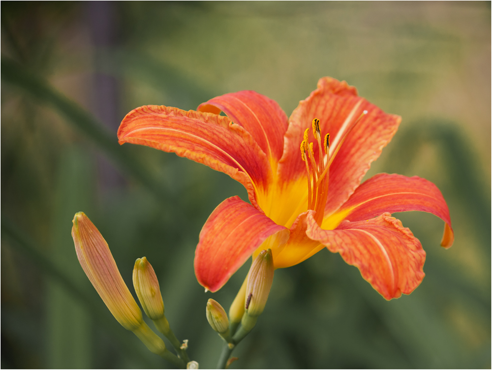 photo "***" tags: macro and close-up, flowers
