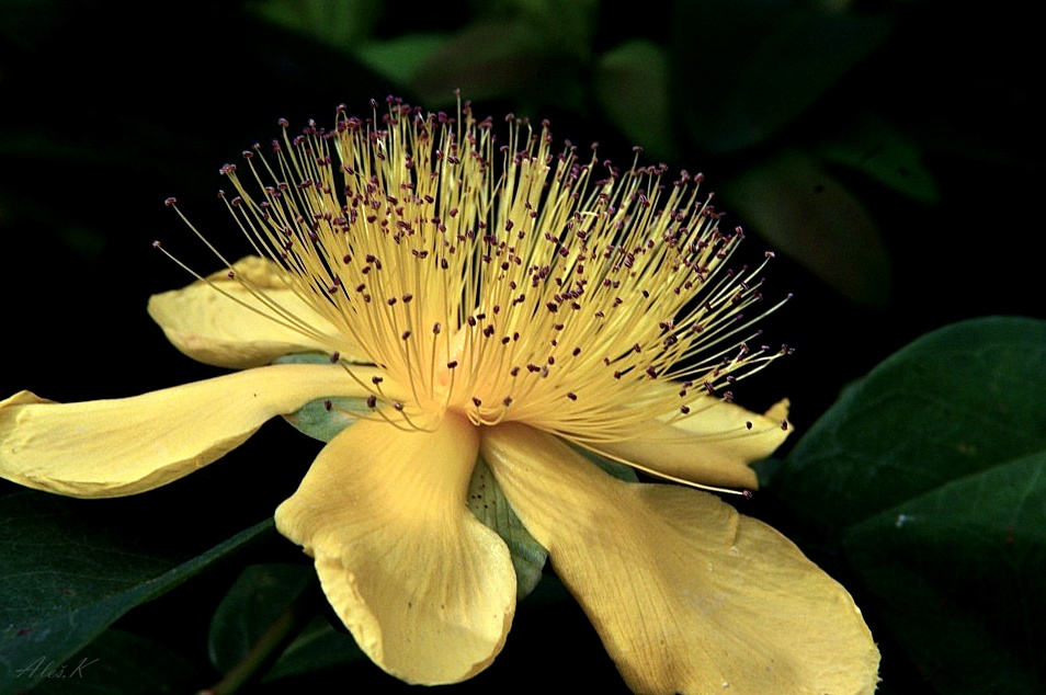 photo "***" tags: nature, macro and close-up, 