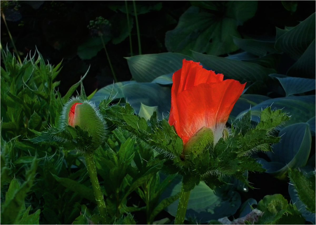 photo "Poppies color" tags: nature, poppy, Мак