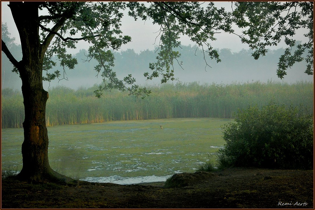 фото "***" метки: пейзаж, природа, fog, summer, рассвет
