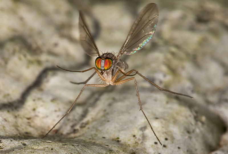 photo "Sciapus" tags: nature, macro and close-up, Sciapus, diptera, fly