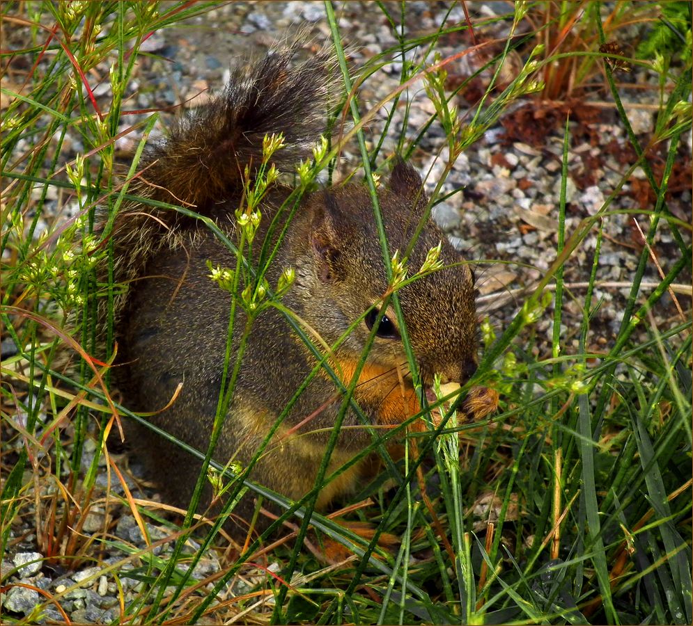 photo "Hiding" tags: nature, wild animals