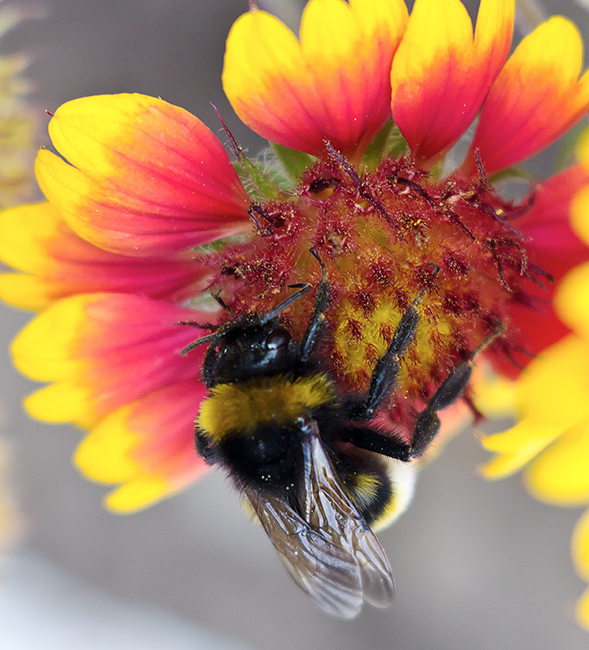 photo "***" tags: macro and close-up, flowers, шмель