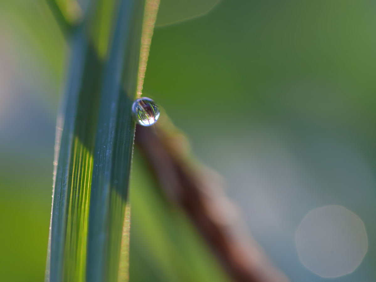 photo "***" tags: macro and close-up, nature, abstract, 