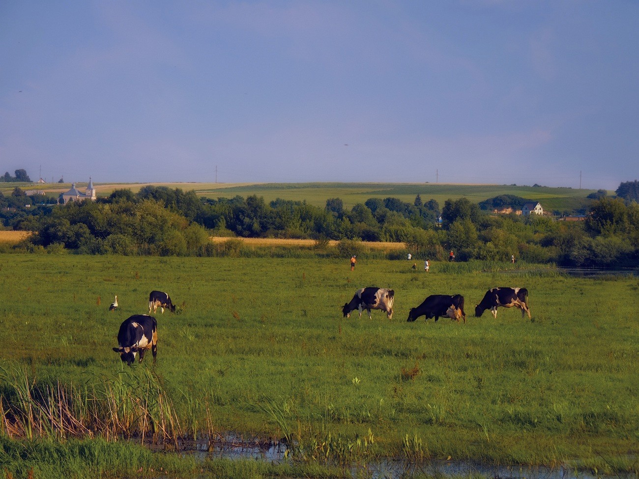 photo "Swain ..." tags: landscape, nature, meadow, summer, аист, стадо, старица