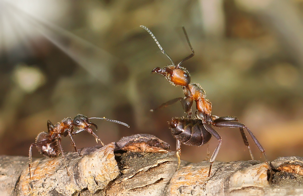 ���� ������� ������� ������, ������ ������ ��������������