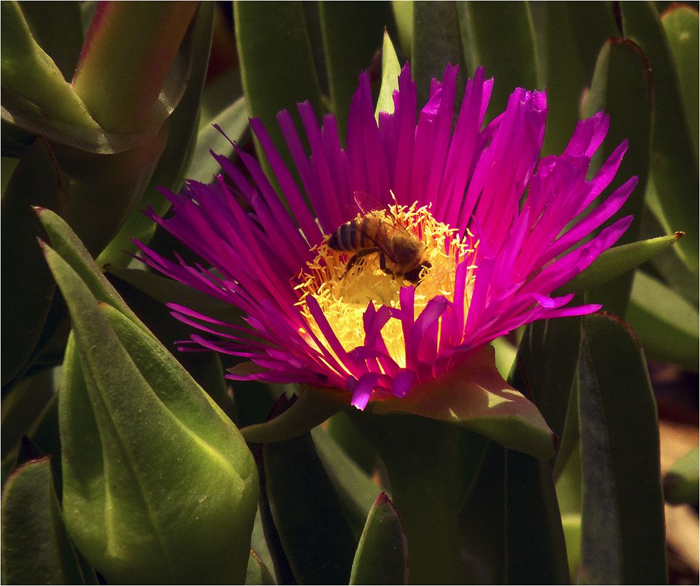 photo "*****" tags: nature, macro and close-up, bee, flower, пчела, цветок