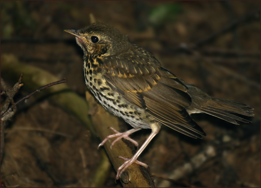 photo "Nestling thrush" tags: nature, macro and close-up, дрозд