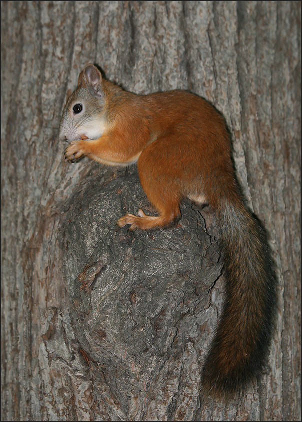photo "Squirrel" tags: nature, macro and close-up, Бельчонок