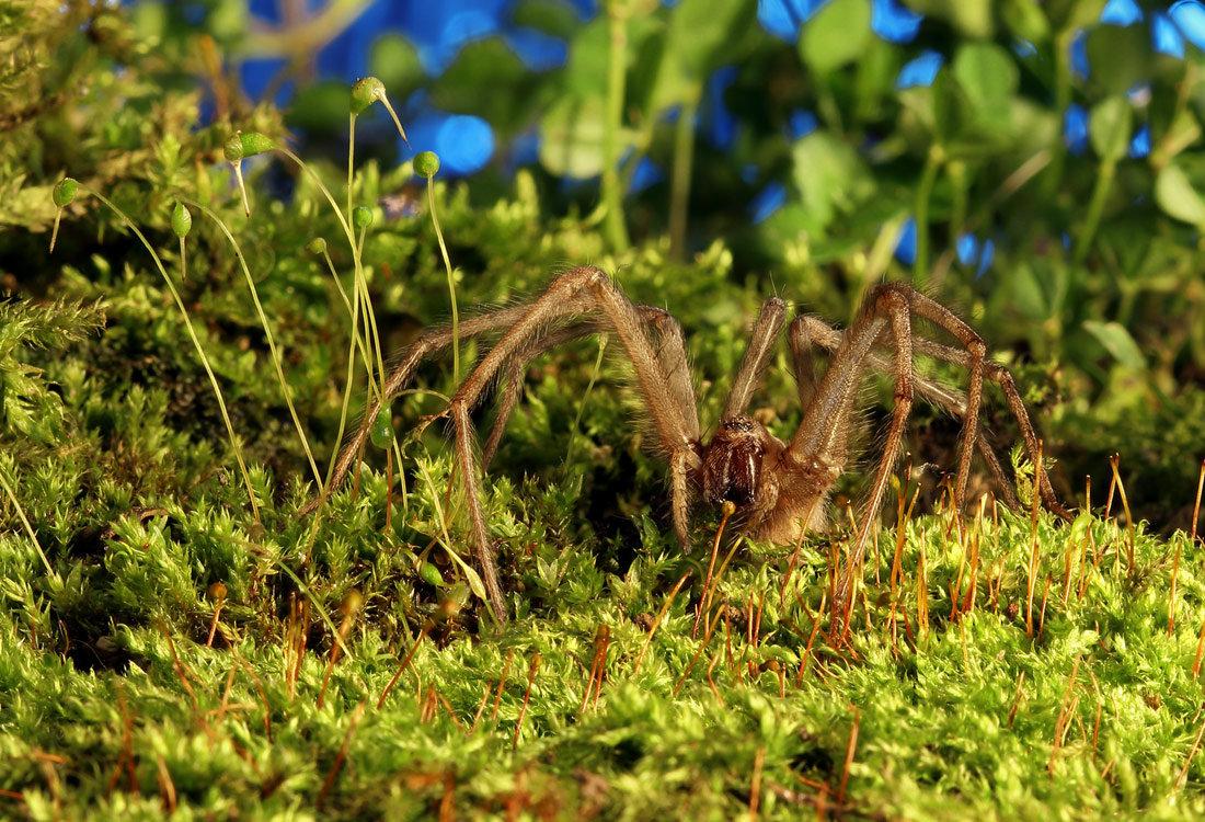 photo "***" tags: macro and close-up, nature, spider, макро