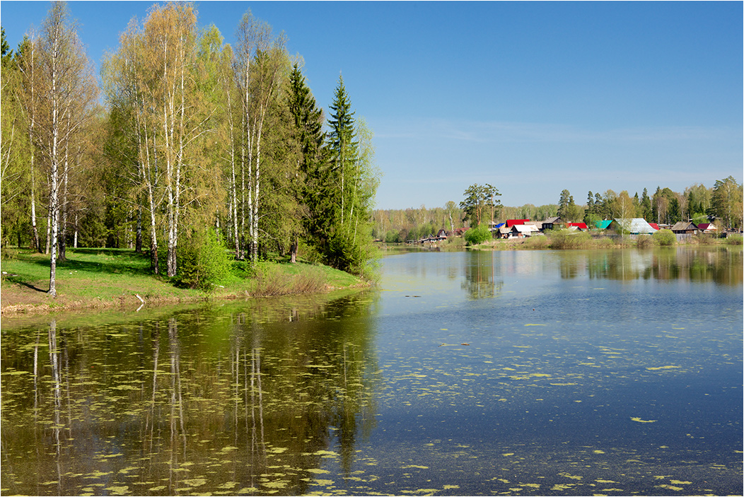 photo "Bright start of summer" tags: landscape, coast, pond, summer, ряска