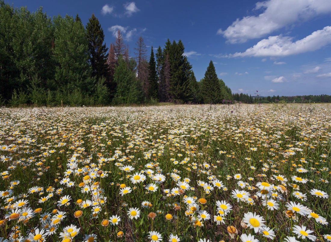 photo "***" tags: landscape, clouds, field, flowers, forest, summer, деревья, ромашки