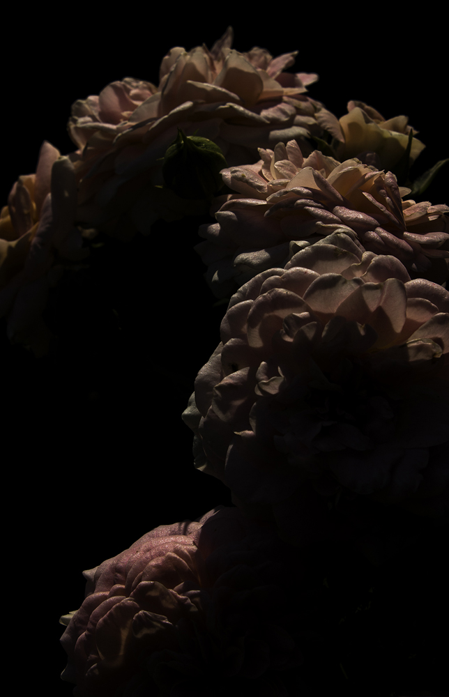 фото "Rose" метки: природа, макро и крупный план, rose