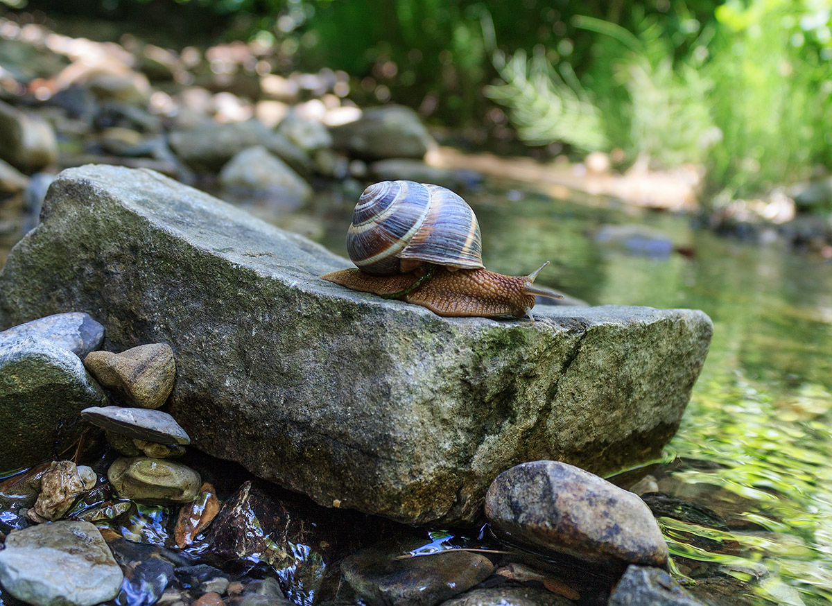 photo "***" tags: nature, river, камни, улитка