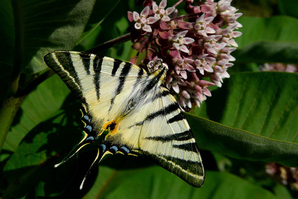 photo "***" tags: macro and close-up, nature, butterfly, close-up, flowers, macro