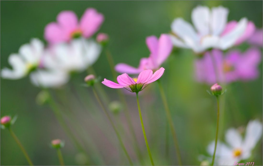 photo "Cosmos" tags: nature, 