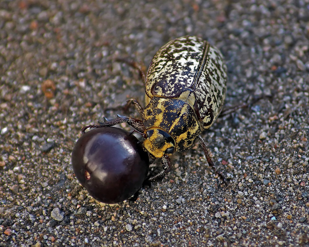 photo "***" tags: macro and close-up, макро, хрущ мраморный