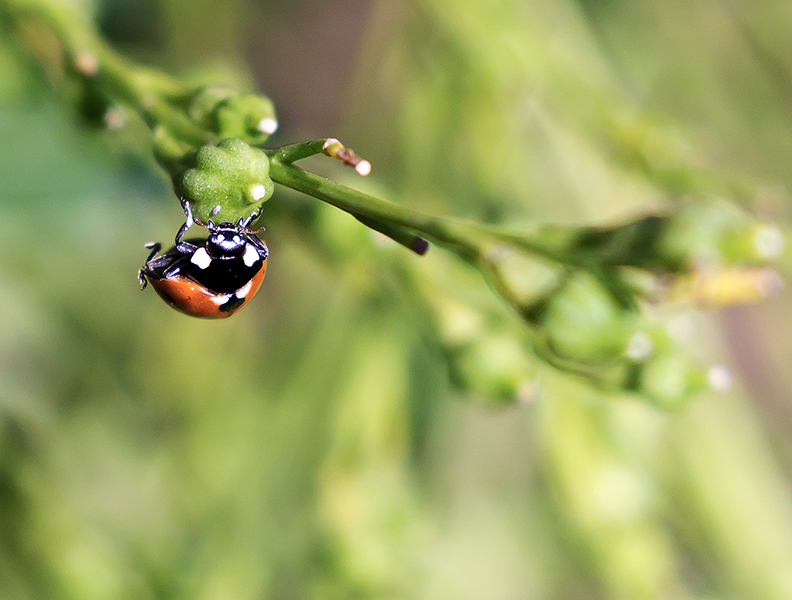 photo "***" tags: macro and close-up, Ukraine, summer, Запорожье