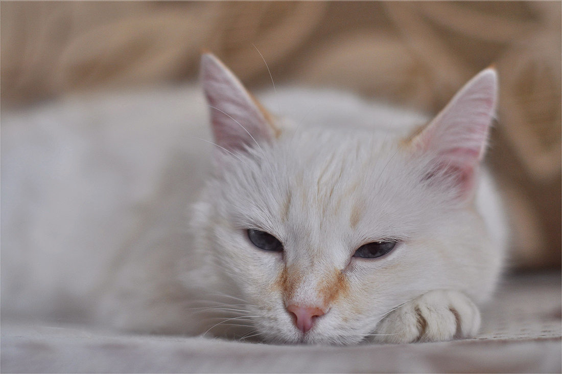 photo "***" tags: genre, 