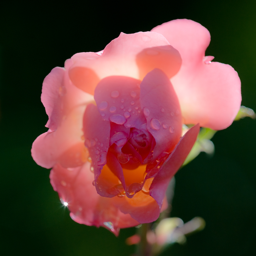 photo "***" tags: macro and close-up, light, rose, цветок