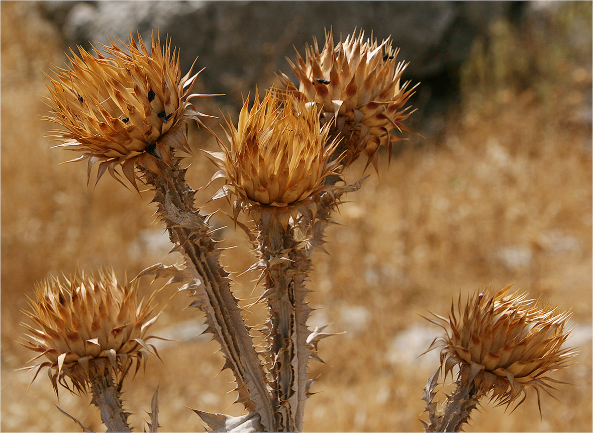 photo "The prickly bouquet" tags: macro and close-up, still life, nature, 