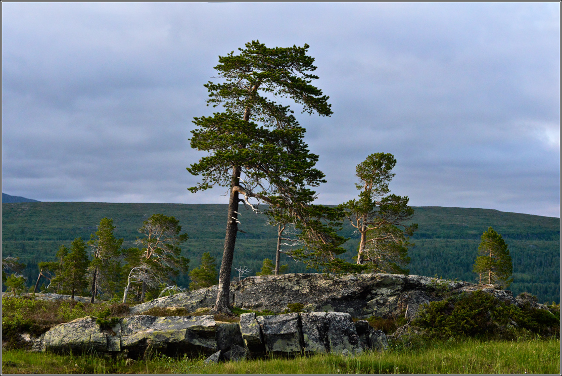 photo "About Rock and Pine" tags: landscape, travel, rocks, сосны
