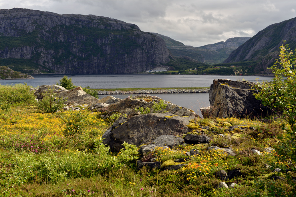 photo "Flowers and Rocks" tags: landscape, travel, flowers, rocks, фьорд