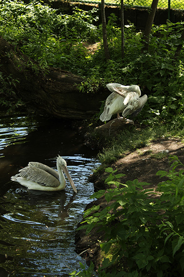 фото "Pelicans" метки: природа, пейзаж, вода, дикие животные, пеликан, птицы