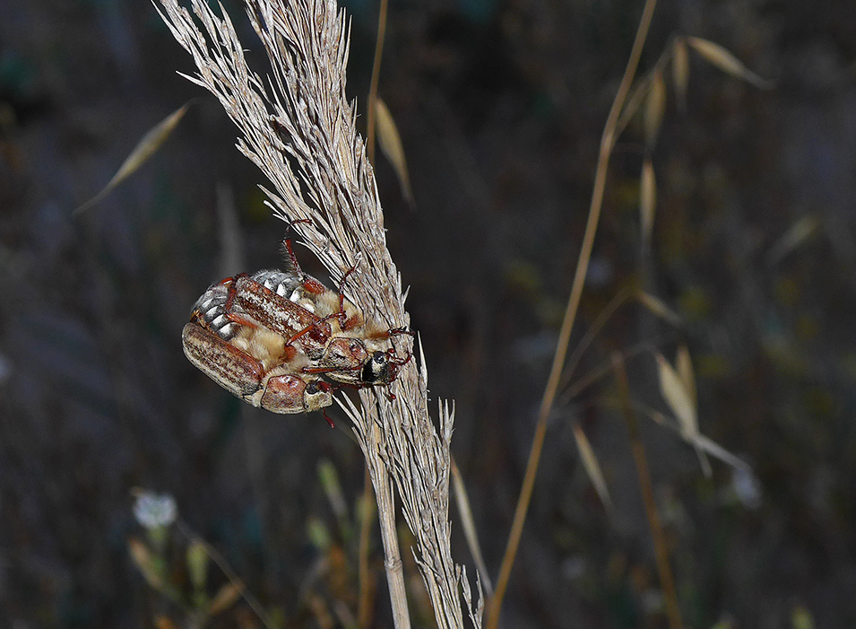 photo "Spanish Lovers" tags: nature, macro and close-up, travel, 