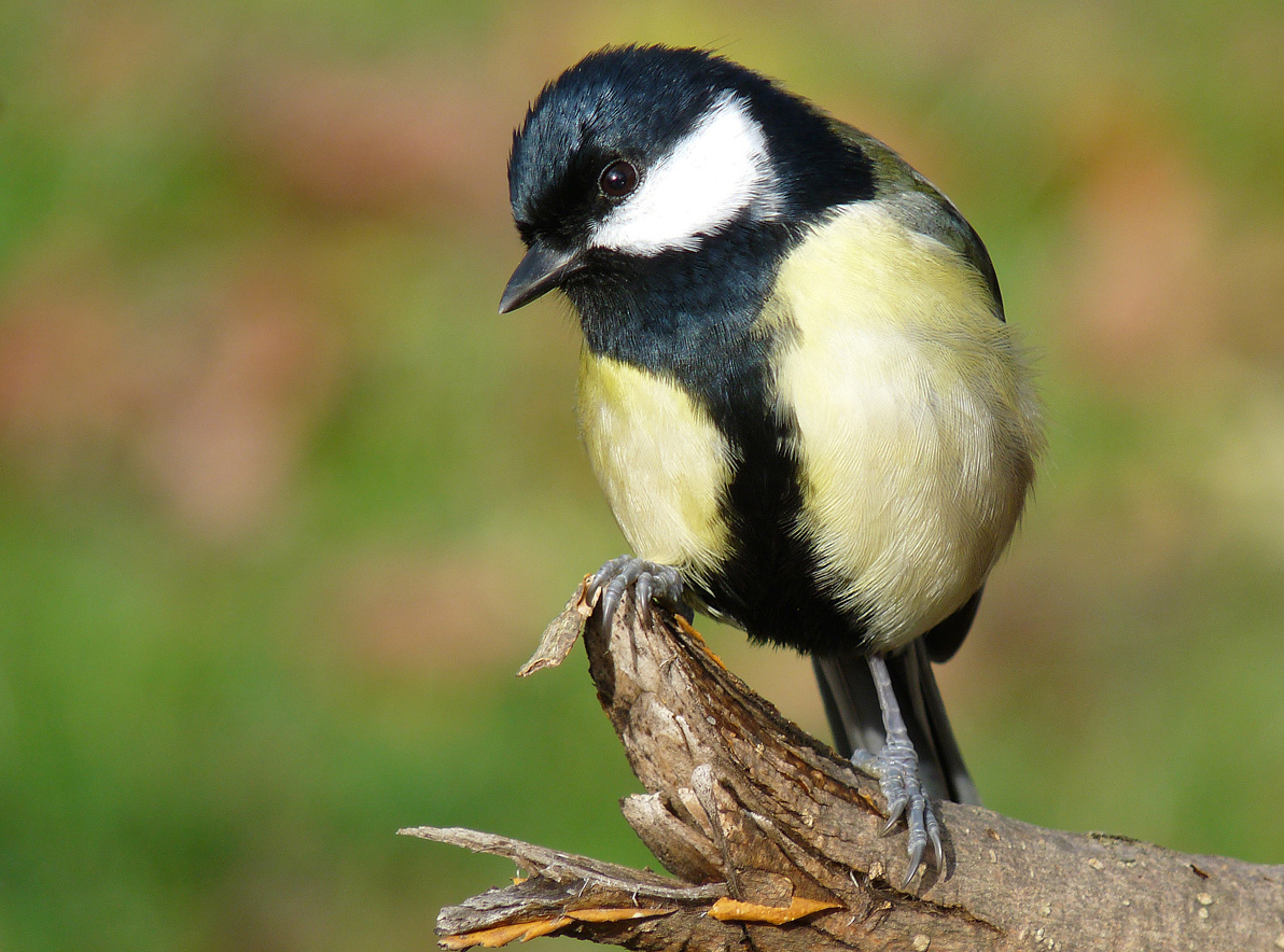photo "***" tags: nature, wild animals