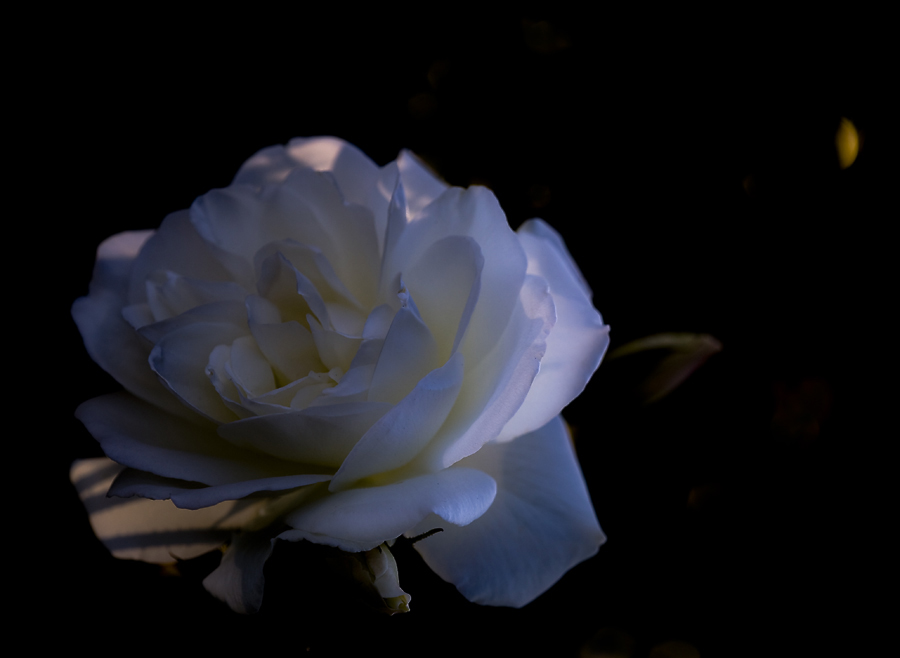 photo "***" tags: nature, macro and close-up, flowers, light, rose