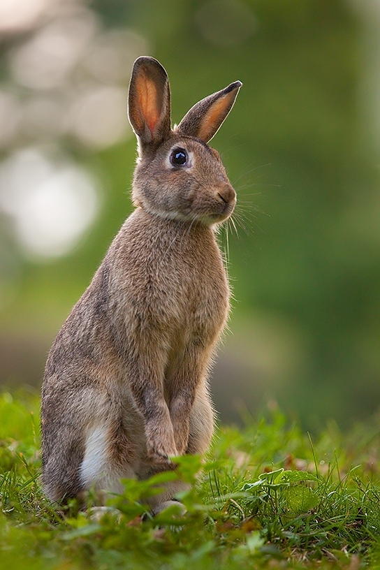 фото "Rabbit" метки: природа, 