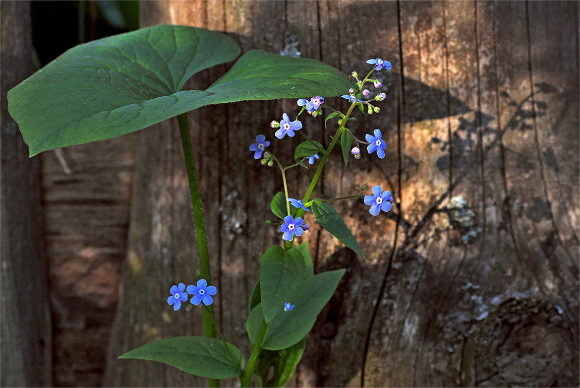 photo "***" tags: nature, macro and close-up, 