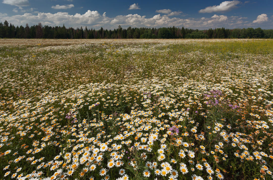 photo "***" tags: landscape, clouds, field, flowers, forest, summer, ромашки