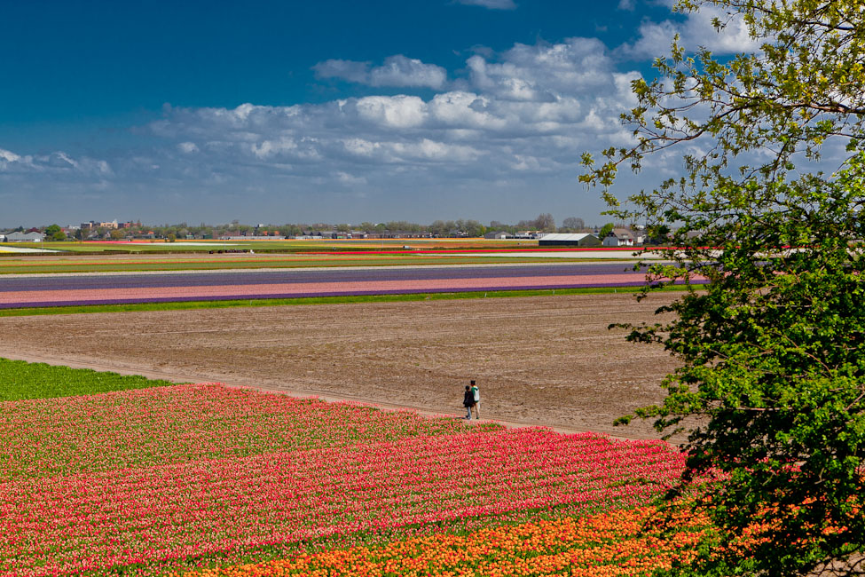фото "Keunkenhof. Tulip-field." метки: пейзаж, 