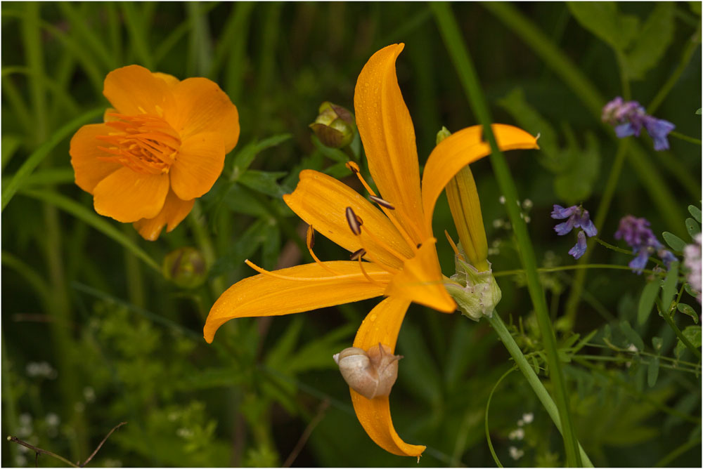 photo "***" tags: nature, summer, лес цветы