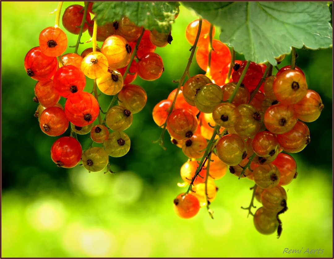 фото "***" метки: макро и крупный план, природа, summer, цветы