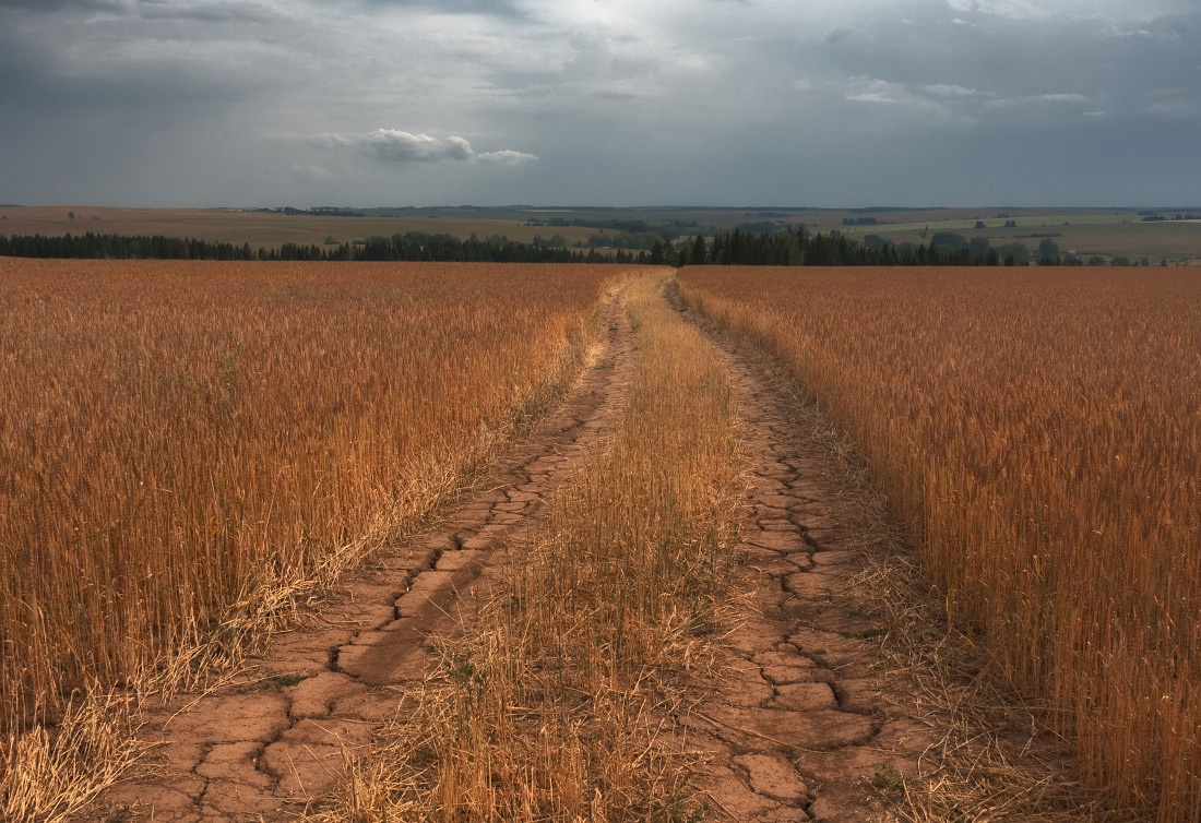 фото "Перед долгожданным дождем" метки: пейзаж, деревня, земля, колея, колоски, лес, лето, поле, трещины, тучи