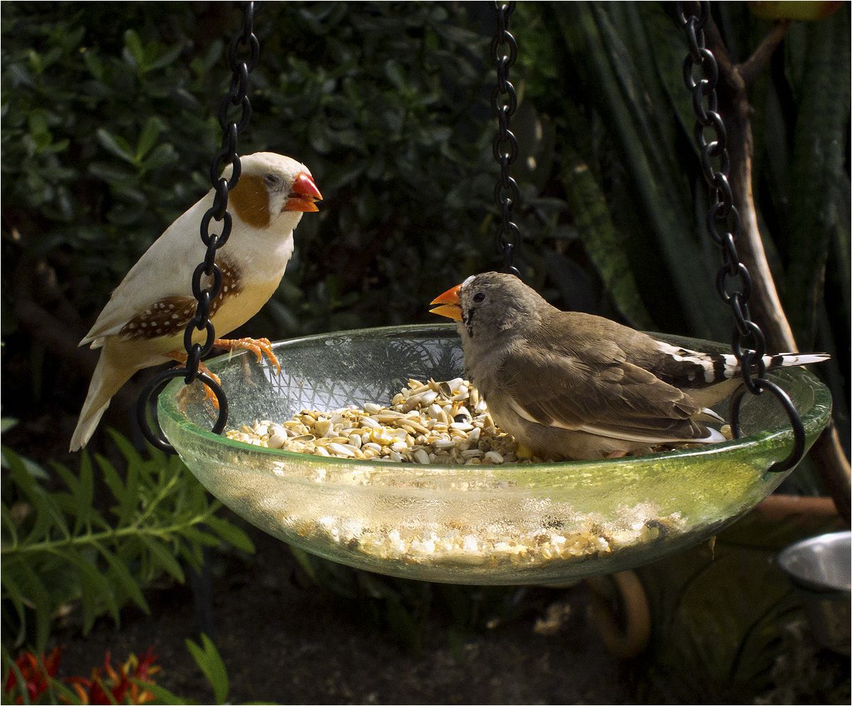 photo "We land at the table" tags: nature, humor, birds, птицы