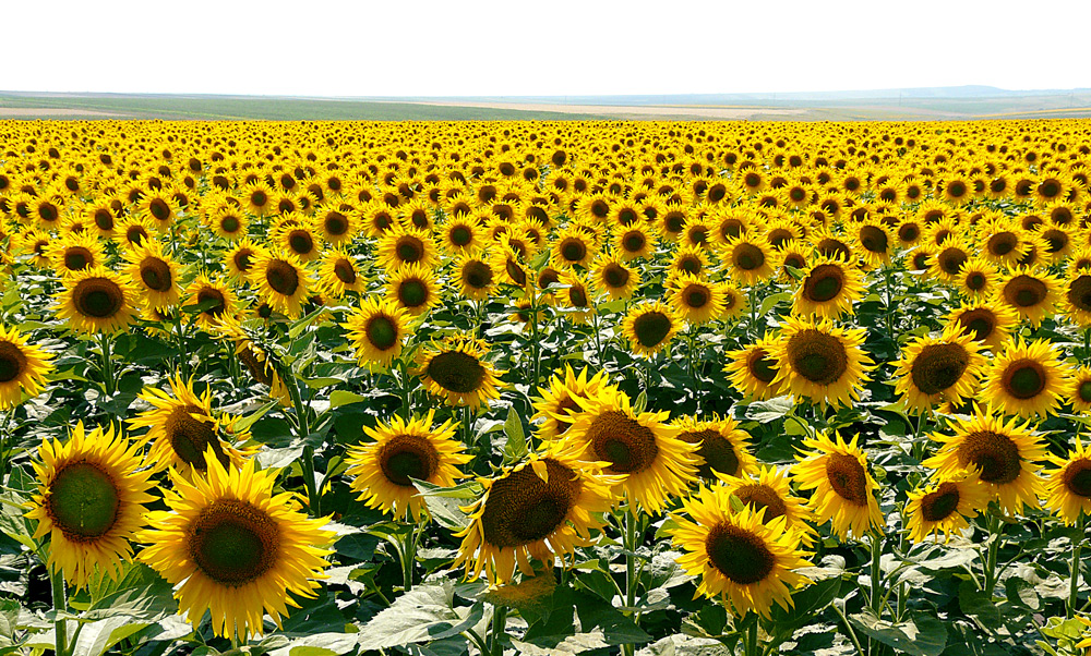 фото "***" метки: пейзаж, природа, summer, yellow, подсолнух