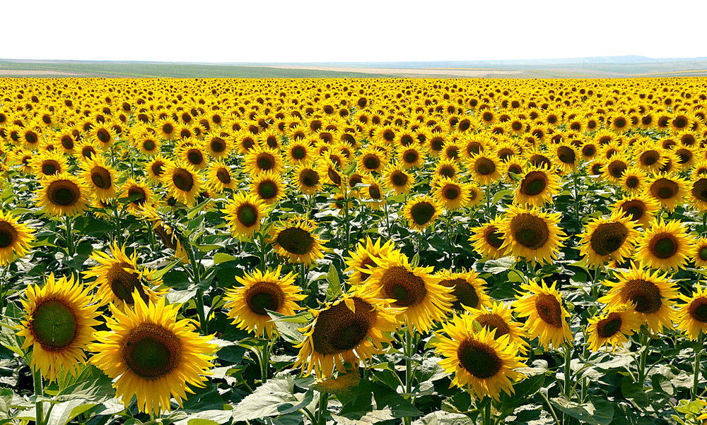 photo "***" tags: landscape, nature, summer, sunflower, yellow