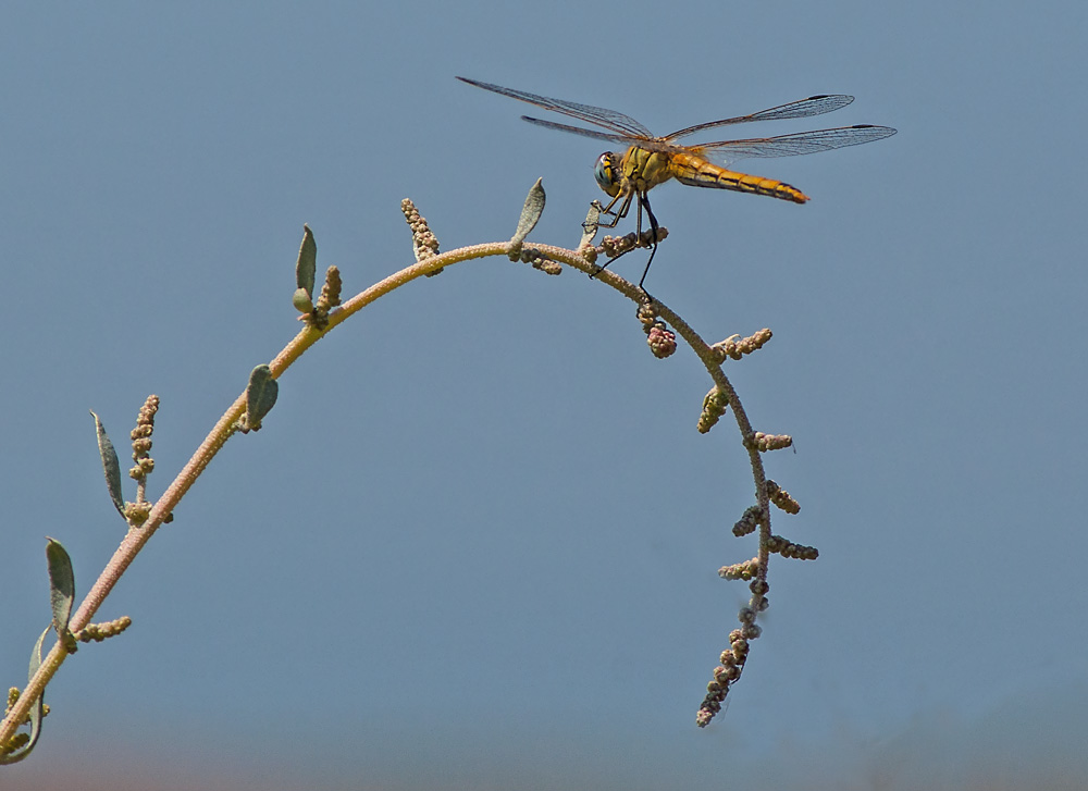 photo "Nature" tags: macro and close-up, nature, Tagus, Tejo, alcochete., close-up, estuary, insect, macro