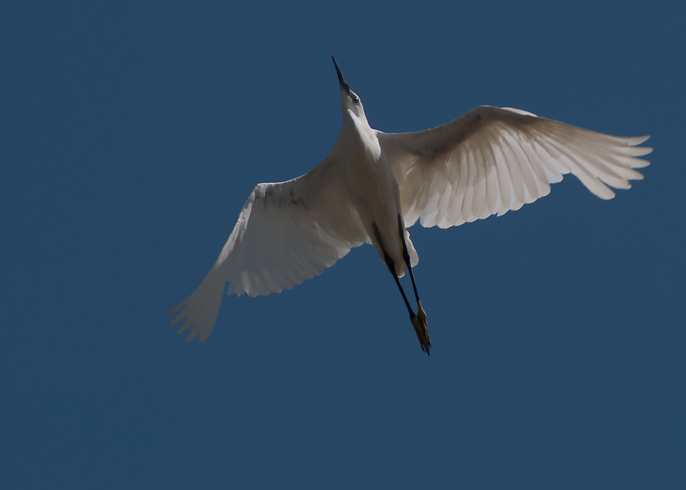 photo "White Heron" tags: nature, portrait, Tagus, Tejo, animals, birds, estuary, portugal, river, water, wild animals