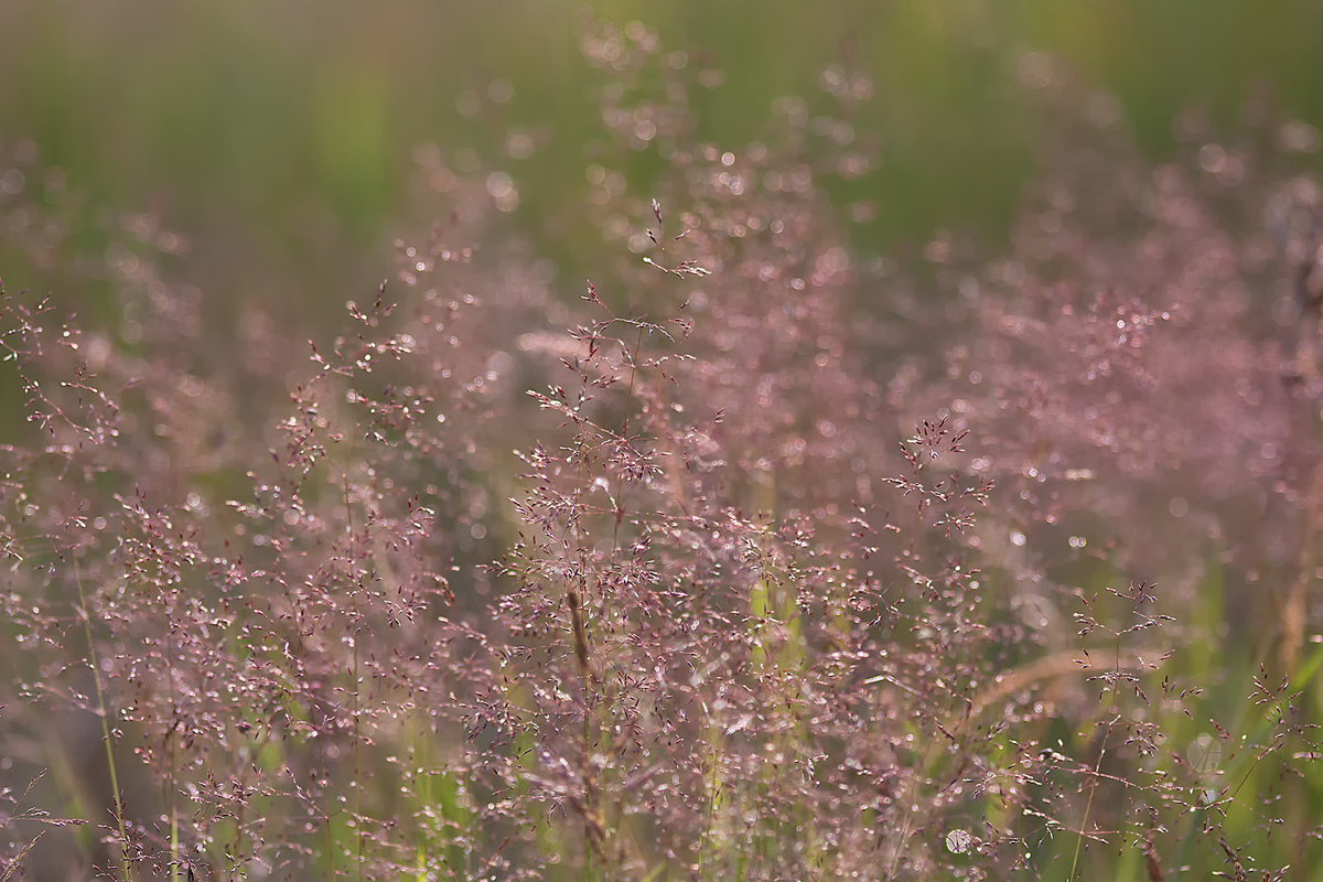 photo "***" tags: macro and close-up, nature, 